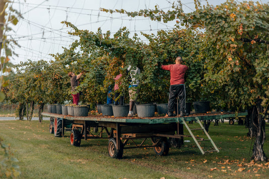 PRESERVING THE BELLUSSERA: A RARE PIECE OF ITALIAN VITICULTURAL HERITAGE