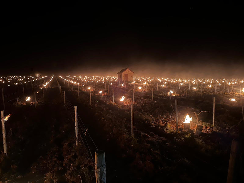 Gevecht tegen vrieskou (Sancerre Roger Neveu)