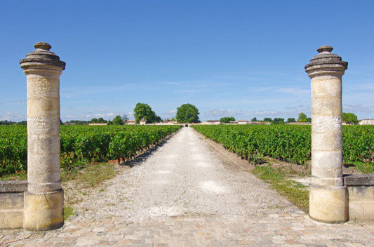 Primeur 2024 daling by Vitisphere